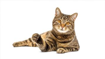 The adorable tabby cat posing with a playful expression on a white background. photo