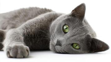 The grey cat lying lazily with striking green eyes on a white background photo