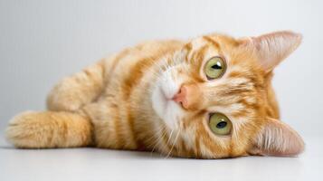 The adorable orange cat resting and curiously looking at the camera. photo