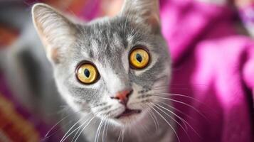 The curious gray cat with striking yellow eyes looking at the camera. photo