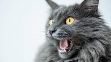 The expressive gray cat showcasing its vibrant personality in a portrait. photo