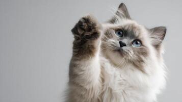 The playful cat reaching out with its paw against a soft background. photo