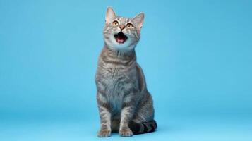 The charming cat with playful expression against a vibrant blue backdrop photo