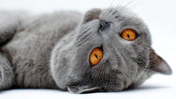 The adorable gray cat relaxing peacefully with striking amber eyes. photo