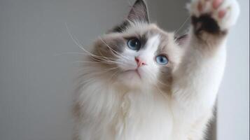 The adorable cat raising its paw in a playful gesture indoors. photo