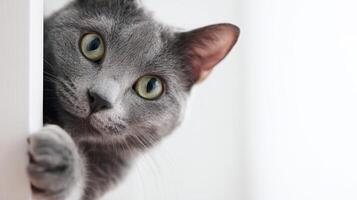 The curious gray cat peeking around a corner with expressive eyes. photo