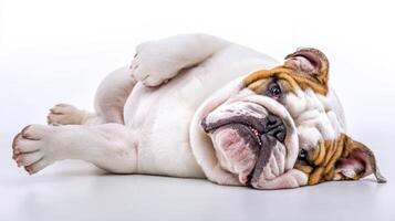 The adorable bulldog relaxing blissfully on a soft surface. photo