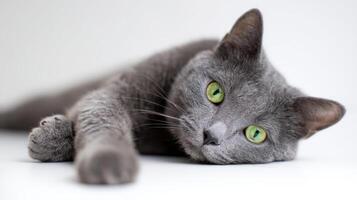 The grey cat lounging with striking green eyes and charming expression. photo