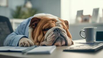 The bulldog relaxing in a business shirt at a cluttered office desk. photo