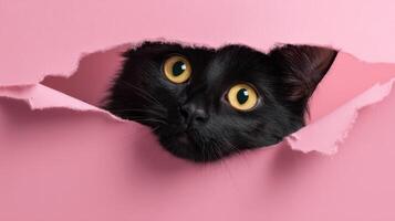 The curious black cat peeking through a torn pink paper background. photo
