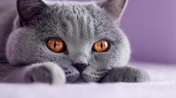 The lovely British cat with striking orange eyes on a soft background. photo