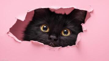 The curious black cat peeking through a pink torn wall. photo