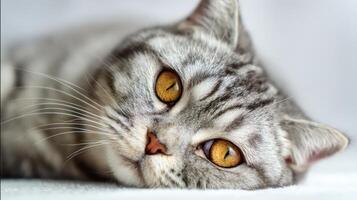 The captivating close-up of a relaxed silver cat with striking eyes. photo