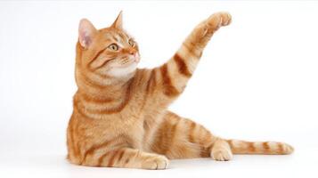 The playful orange cat raising its paw in a charming pose. photo
