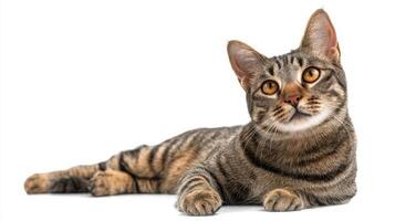 The adorable tabby cat posing gracefully on a clean white background. photo