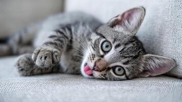 The playful kitten relaxing on a cozy couch with an adorable expression. photo
