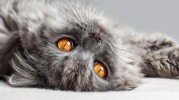 The adorable gray cat with striking orange eyes resting peacefully. photo