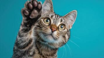 The adorable cat reaching out with its paw against a turquoise background. photo