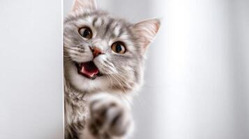 The playful cat reaching out with a joyful expression in a bright setting. photo