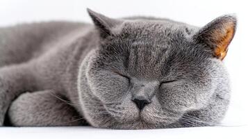 The adorable sleeping cat with soft grey fur on a white background. photo
