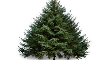 A large evergreen tree is shown on a white background photo