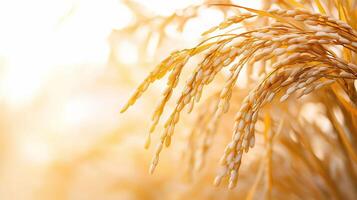 Close up of rice in the sun photo