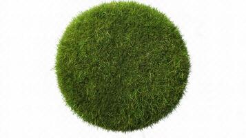 A green oval shaped grass on a white background photo