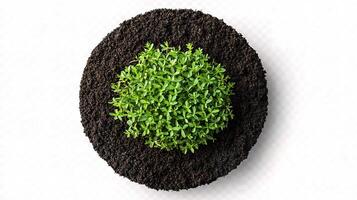 A small green plant is sitting on top of dirt photo