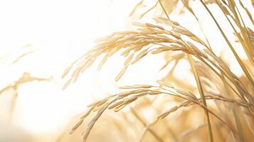 A close up of some rice in the sun photo