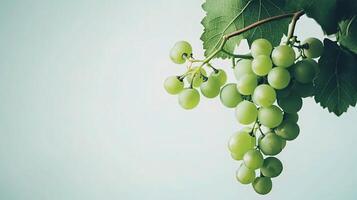 A bunch of green grapes hanging from a branch photo