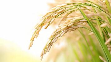 Rice is a staple food in many countries photo