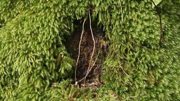 Detailed close up photo of a moss covered tree with a natural opening revealing bark and thin roots. Captures the raw texture and organic complexity of forest vegetation