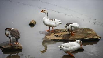 Group of Domestic Geese Resting and Preening on Rocks in a Calm Pond photo