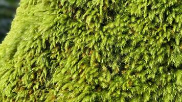 Close-up macro image of vivid green moss growing densely on a tree trunk in a shady forest photo