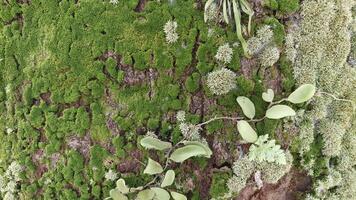 Close Up Texture of Rough Tree Bark Covered in Vibrant Green Moss and Lichen photo