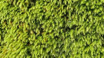 High-resolution macro image of lush, vibrant moss growing on tree bark in natural forest setting. Ideal for nature backgrounds and organic texture design photo
