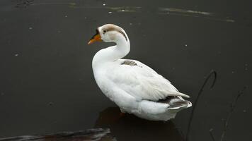 A white goose standing in still, dark water with soft lighting. The image captures the side profile of the bird with elegant feather texture and natural posture. Perfect for themes of nature, wildlife photo