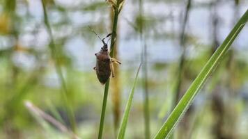 Close-up of a brown stink bug with distinct patterns on its shell, gripping a textured plant stem in the outdoors. photo