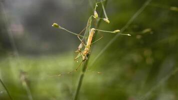 A Slender Stick Insect Expertly Camouflaged on a Thin Plant Stem in Nature. photo