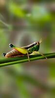 A Vivid Green Grasshopper with Striking Colors Perched on a Slender Plant Stem photo