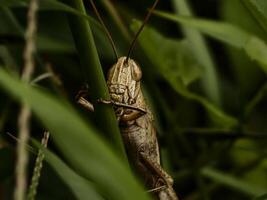 Macro shot of a brown grasshopper expertly blending into its green grass surroundings, showcasing its textured body. photo