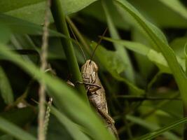 A brown grasshopper is camouflaged among green grass, its body and antennae partially visible in a natural habitat photo