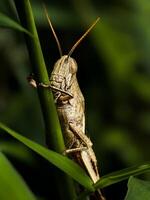 Macro shot of a brown grasshopper expertly blending into its green grass surroundings, showcasing its textured body photo