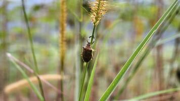 A Brown Stink Bug Resting on a Slender Grass Stem with Seed Heads photo