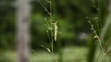 A Slender Stick Insect Expertly Camouflaged on a Thin Plant Stem in Nature photo