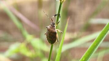 A Brown Stink Bug with Spiked Shoulders Clinging to a Green Plant Stem. photo