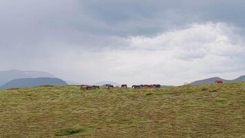 Aerial View of Wild Horses at Beklemeto Pass, Bulgaria Cloudy Mountain Scenery and Untamed Nature video