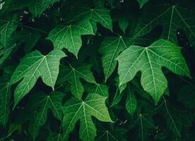 Abstract green leaves nature texture background.Creative layout for design photo