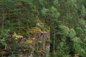 Green mossy cliff with pine forest in Norwegian fjord near Bergen photo