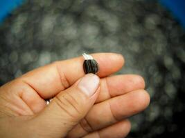 A person holding a small black seed photo